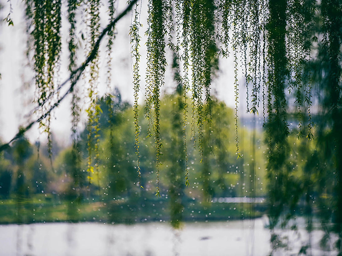World is Harsh, but You Can Live with the Softness of Jiangnan